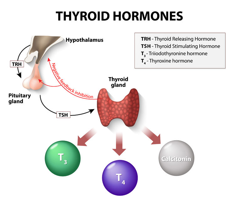 Natural Thyroid Denver Colorado