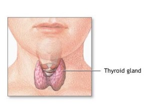 WikiMedia Thyroid By Arnavaz at French Wikipedia http www.nlm.nih.gov medlineplus --- Public Domain