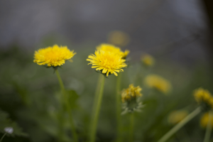 Detox Dandelion Naturopathic Doctor Denver Colorado