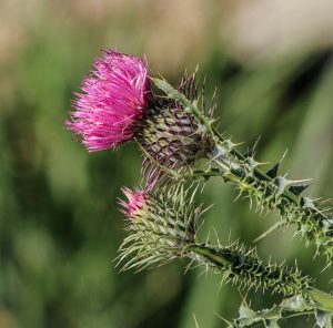 detox milk thistle